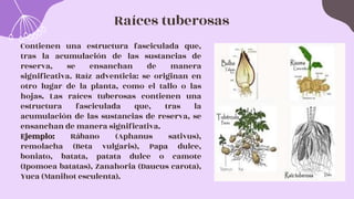 Raíces tuberosas
Contienen una estructura fasciculada que,
tras la acumulación de las sustancias de
reserva, se ensanchan de manera
significativa. Raíz adventicia: se originan en
otro lugar de la planta, como el tallo o las
hojas. Las raíces tuberosas contienen una
estructura fasciculada que, tras la
acumulación de las sustancias de reserva, se
ensanchan de manera significativa.
Ejemplo: Rábano (Aphanus sativus),
remolacha (Beta vulgaris), Papa dulce,
boniato, batata, patata dulce o camote
(Ipomoea batatas), Zanahoria (Daucus carota),
Yuca (Manihot esculenta).
 