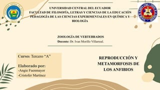 UNIVERSIDAD CENTRAL DEL ECUADOR
FACULTAD DE FILOSOFÍA, LETRAS Y CIENCIAS DE LA EDUCACIÓN
PEDAGOGÍA DE LAS CIENCIAS EXPERIMENTALES EN QUÍMICA Y
BIOLOGÍA
Curso: Tercero “A”
Elaborado por:
-Angie Fuenmayor
-Cristofer Martínez
ZOOLOGÍA DE VERTEBRADOS
Docente: Dr. Ivan Morillo Villarreal.
REPRODUCCIÓN Y
METAMORFOSIS DE
LOS ANFIBIOS
 