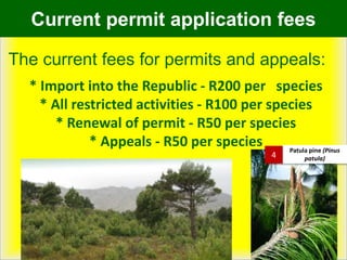 Current permit application fees
The current fees for permits and appeals:
* Import into the Republic - R200 per species
* All restricted activities - R100 per species
* Renewal of permit - R50 per species
* Appeals - R50 per species Patula pine (Pinus
patula)4
 