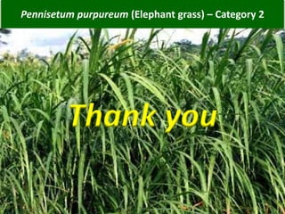 Thank you
Pennisetum purpureum (Elephant grass) – Category 2
Thank you
 