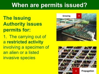 When are permits issued?
The Issuing
Authority issues
permits for:
1. The carrying out of
a restricted activity
involving a specimen of
an alien or a listed
invasive species
Growing 3
Propagation4
 