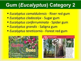 Gum (Eucalyptus) Category 2
 Eucalyptus camaldulensis - River red gum
 Eucalyptus cladocalyx - Sugar gum
 Eucalyptus conferruminata - Spider gum
 Eucalyptus grandis - Saligna gum
 Eucalyptus tereticornis - Forest red gum
 