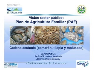 Visión sector público:
Plan de Agricultura Familiar (PAF)
CENDEPESCA
PAF – CP cadena Acuícola
Alberto Olivares Menay
Cadena acuícola (camarón, tilapia y moluscos)
 