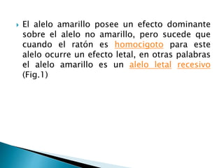  El alelo amarillo posee un efecto dominante
sobre el alelo no amarillo, pero sucede que
cuando el ratón es homocigoto para este
alelo ocurre un efecto letal, en otras palabras
el alelo amarillo es un alelo letal recesivo
(Fig.1)
 