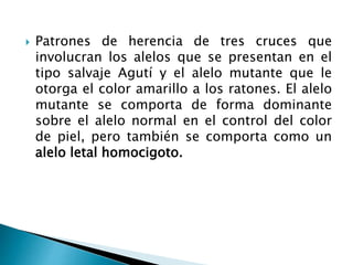  Patrones de herencia de tres cruces que
involucran los alelos que se presentan en el
tipo salvaje Agutí y el alelo mutante que le
otorga el color amarillo a los ratones. El alelo
mutante se comporta de forma dominante
sobre el alelo normal en el control del color
de piel, pero también se comporta como un
alelo letal homocigoto.
 