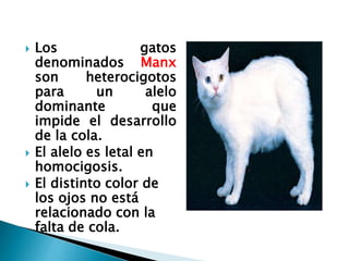  Los gatos
denominados Manx
son heterocigotos
para un alelo
dominante que
impide el desarrollo
de la cola.
 El alelo es letal en
homocigosis.
 El distinto color de
los ojos no está
relacionado con la
falta de cola.
 