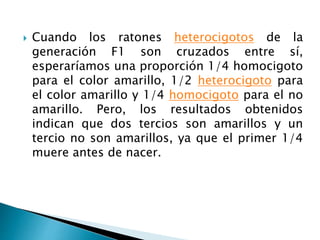  Cuando los ratones heterocigotos de la
generación F1 son cruzados entre sí,
esperaríamos una proporción 1/4 homocigoto
para el color amarillo, 1/2 heterocigoto para
el color amarillo y 1/4 homocigoto para el no
amarillo. Pero, los resultados obtenidos
indican que dos tercios son amarillos y un
tercio no son amarillos, ya que el primer 1/4
muere antes de nacer.
 