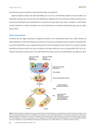 28 | Revista Digital de Divulgación Científica, 2020
Diatomeas: Algas de Cristal
movimiento ya que se permite un deslizamiento sobre una superficie.
Algunas especies poseen dos rafes (birrafidas) por lo que sus movimientos pueden ser más variados. Las
diatomeas centrales que forman parte del fitoplancton dependen de otras estructuras (setas, espinas, etc.) y
mecanismos fisiológicos para mantenerse en la columna de agua tales como setas o también su movimiento
vertical, mediante la síntesis de lípidos, con lo que disminuyen su densidad respecto del agua que las rodea
(Gross, 2012).
Origen de las diatomeas
Se piensa que las algas eucariotas se originaron durante la era Proterozoica (hace unos 1,200 millones de
años), mediante un evento de endocitosis primaria, en el que una cianobacteria (roja o verde) fue “engullida” por
una célula heterótrofa y que la adoptó como parte de ella. El resultado de esta “fusión”, fue el primer ancestro
autótrofo eucarionte, a partir del cual se originaron las algas verdes, las rojas y las glaucofitas (Ver Fig. 3). Al-
rededor del periodo Jurásico (hace unos 200 millones de años), ocurrió una endosimbiosis secundaria, es decir
Figura 3. Representación esquemática del origen endosimbiótico de las diatomeas. La endosimbiosis posterior de las algas verdes y rojas
por una célula heterótrofa permitió la transferencia de genes del núcleo del endosimbionte al núcleo del hospedero, así como de los
organelos plástido y mitocondria al núcleo del hospedero. Otros genes pueden haberse adquirido por tansferencia lateral antes y después
de la diversificación en céntricas y penadas, así como adquisición de elementos genómicos transponibles y la ganancia/pérdida de genes
durante la adaptación al nicho. Modificado del diagrama de Benoiston et al., 2009 y Bowler et al., 2010. Ma, millones de años.
 