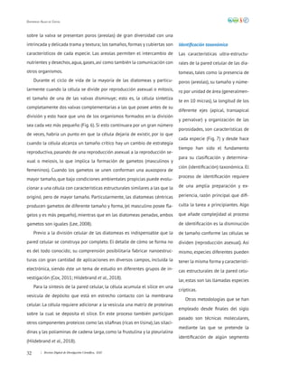 32 | Revista Digital de Divulgación Científica, 2020
Diatomeas: Algas de Cristal
sobre la valva se presentan poros (areolas) de gran diversidad con una
intrincada y delicada trama y textura; los tamaños, formas y cubiertas son
característicos de cada especie. Las areolas permiten el intercambio de
nutrientes y desechos, agua, gases, así como también la comunicación con
otros organismos.
Durante el ciclo de vida de la mayoría de las diatomeas y particu-
larmente cuando la célula se divide por reproducción asexual o mitosis,
el tamaño de una de las valvas disminuye; esto es, la célula sintetiza
completamente dos valvas complementarias a las que posee antes de su
división y esto hace que uno de los organismos formados en la división
sea cada vez más pequeño (Fig. 6). Si esto continuara por un gran número
de veces, habría un punto en que la célula dejaría de existir, por lo que
cuando la célula alcanza un tamaño crítico hay un cambio de estrategia
reproductiva, pasando de una reproducción asexual a la reproducción se-
xual o meiosis, lo que implica la formación de gametos (masculinos y
femeninos). Cuando los gametos se unen conforman una auxospora de
mayor tamaño, que bajo condiciones ambientales propicias puede evolu-
cionar a una célula con características estructurales similares a las que la
originó, pero de mayor tamaño. Particularmente, las diatomeas céntricas
producen gametos de diferente tamaño y forma, (el masculino posee fla-
gelos y es más pequeño), mientras que en las diatomeas penadas, ambos
gametos son iguales (Lee, 2008).
Previo a la división celular de las diatomeas es indispensable que la
pared celular se construya por completo. El detalle de cómo se forma no
es del todo conocido; su comprensión posibilitaría fabricar nanoestruc-
turas con gran cantidad de aplicaciones en diversos campos, incluida la
electrónica, siendo éste un tema de estudio en diferentes grupos de in-
vestigación (Cox, 2011; Hildebrand et al., 2018).
Para la síntesis de la pared celular, la célula acumula el sílice en una
vesícula de depósito que está en estrecho contacto con la membrana
celular. La célula requiere adicionar a la vesícula una matriz de proteínas
sobre la cual se deposita el sílice. En este proceso también participan
otros componentes proteicos como las silafinas (ricas en lisina), las silaci-
dinas y las poliaminas de cadena larga, como la frustulina y la pleurialina
(Hildebrand et al., 2018).
Identificación taxonómica
Las características ultra-estructu-
rales de la pared celular de las dia-
tomeas, tales como la presencia de
poros (areolas), su tamaño y núme-
ro por unidad de área (generalmen-
te en 10 micras), la longitud de los
diferente ejes (apical, transapical
y pervalvar) y organización de las
porosidades, son características de
cada especie (Fig. 7) y desde hace
tiempo han sido el fundamento
para su clasificación y determina-
ción (identificación) taxonómica. El
proceso de identificación requiere
de una amplia preparación y ex-
periencia, razón principal que difi-
culta la tarea a principiantes. Algo
que añade complejidad al proceso
de identificación es la disminución
de tamaño conforme las células se
dividen (reproducción asexual). Así
mismo, especies diferentes pueden
tener la misma forma y característi-
cas estructurales de la pared celu-
lar, estas son las llamadas especies
crípticas.
Otras metodologías que se han
empleado desde finales del siglo
pasado son técnicas moleculares,
mediante las que se pretende la
identificación de algún segmento
 