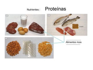 Nutrientes :   Proteínas




                       Alimentos ricos
 
