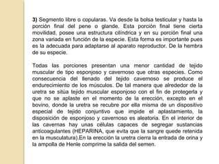 3) Segmento libre o copularas. Va desde la bolsa testicular y hasta la
porción final del pene o glande. Esta porción final tiene cierta
movilidad, posee una estructura cilíndrica y en su porción final una
zona variada en función de la especie. Esta forma es importante pues
es la adecuada para adaptarse al aparato reproductor. De la hembra
de su especie.
Todas las porciones presentan una menor cantidad de tejido
muscular de tipo esponjoso y cavernoso que otras especies. Como
consecuencia del llenado del tejido cavernoso se produce el
endurecimiento de los músculos. De tal manera que alrededor de la
uretra se sitúa tejido muscular esponjoso con el fin de protegerla y
que no se aplaste en el momento de la erección, excepto en el
bovino, donde la uretra se recubre por ella misma de un dispositivo
especial de tejido conjuntivo que impide el aplastamiento, la
disposición de esponjoso y cavernoso es aleatoria. En el interior de
las cavernas hay unas células capaces de segregar sustancias
anticoagulantes (HEPARINA, que evita que la sangre quede retenida
en la musculatura).En la erección la uretra cierra la entrada de orina y
la ampolla de Henle comprime la salida del semen.
 