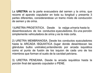 La URETRA es la parte evacuadora del semen y la orina, que
recorre el aparato copulador en toda su longitud y presenta 3
partes diferentes, considerandose un tramo mixto de conducción
de semen y de orina.
1)URETRA PROSTÁTICA. Desde la vejiga urinaria hasta la
desembocadura de los conductos eyaculadores. Es una porción
simplemente vehiculadora de orina y es la más corta.
2) URETRA MEMBRANOSA. Desde los conductos eyaculadores
hasta la ARCADA ISQUIATICA (lugar donde desembocan las
glándulas bulbo uretrales),entendiendo por arcada isquiática
como el punto de fusión de los isquion de cada uno de los
miembros que forman el suelo de la cavidad pelviana.
3) URETRA PENEANA. Desde la arcada isquiática hasta la
porción final del aparato copulador o PENE.
 