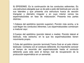 9) EPIDIDIMO. Es la continuación de los conductos esferentes. Es
una estructura alargada que va de polo a polo del testículo por uno de
sus laterales y que presenta una estructura hueca de sección
triangular y diámetro irregular y en cuyo interior vemos los
espermatozoides en fase de maduración. Presenta tres partes
distintas :
1.Cabeza del epidídimo (porción superior). Porción más ancha, a la
cual llegan los conductos eferentes. Los espermatozoides comienzan
a madurar aquí.
2.Cuerpo del epidídimo (porción lateral o media). Porción lateral al
testículo, más estrecha, en la que los espermatozoides tienen
movimiento propio.
3.Cola del epidídimo (porción terminal).Tramo final en el polo inferior
testicular. Contacta con el conducto deferente. Es importante conocer
el tiempo de recorrido del espermatozoide hasta el conducto
deferente pues este será el tiempo real de recuperación de la
producción espermática en un semental.
 
