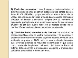 2) Vesículas seminales : son 2 órganos independientes y
simétricos unidos entre sí por un pliegue de tipo seroso que se
llama PLICA GENITAL, y que se sitúa a ambos lados de la
uretra, por encima de la vejiga urinaria. Las vesículas seminales
elaboran un liquido o sustancia tampón que da volumen al
eyaculado, protegiendo a los espermatozoides de los cambios
bruscos de pH que pueda haber en el aparato genital de la
hembra. Estas vesículas tienen estructura es lobulada
3) Glándulas bulbo uretrales o de Cowper: se sitúan en la
arcada isquiática entre la uretra membranosa y la peneana y
presentan un desarrollo variable según la especie. Produce una
sustancia muy rica en NaCl, pero es una sustancia isotónica
que favorece además la movilidad espermática y que actúa
como sustancia limpiadora del resto del trayecto hacia el
exterior del semen tras la eyaculación. Vesículas y próstata son
palpables y excitables a través del recto.
 