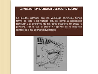APARATO REPRODUCTOR DEL MACHO EQUINO
Se pueden apreciar que las vesículas seminales tienen
forma de pera y en numero par, así como la disposición
testicular y a diferencia de las otras especies no existe S
peneana, por lo que la erección depende de la irrigación
sanguínea a los cuerpos cavernosos
 