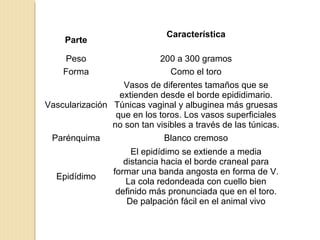 Parte
Característica
Peso 200 a 300 gramos
Forma Como el toro
Vascularización
Vasos de diferentes tamaños que se
extienden desde el borde epididimario.
Túnicas vaginal y albuginea más gruesas
que en los toros. Los vasos superficiales
no son tan visibles a través de las túnicas.
Parénquima Blanco cremoso
Epidídimo
El epidídimo se extiende a media
distancia hacia el borde craneal para
formar una banda angosta en forma de V.
La cola redondeada con cuello bien
definido más pronunciada que en el toro.
De palpación fácil en el animal vivo
 