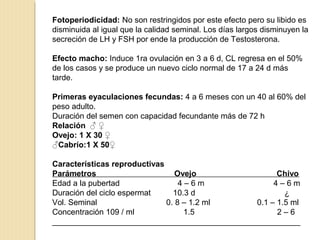 Fotoperiodicidad: No son restringidos por este efecto pero su libido es
disminuida al igual que la calidad seminal. Los días largos disminuyen la
secreción de LH y FSH por ende la producción de Testosterona.
Efecto macho: Induce 1ra ovulación en 3 a 6 d, CL regresa en el 50%
de los casos y se produce un nuevo ciclo normal de 17 a 24 d más
tarde.
Primeras eyaculaciones fecundas: 4 a 6 meses con un 40 al 60% del
peso adulto.
Duración del semen con capacidad fecundante más de 72 h
Relación ♂ ♀
Ovejo: 1 X 30 ♀
♂Cabrío:1 X 50♀
Características reproductivas
Parámetros Ovejo Chivo
Edad a la pubertad 4 – 6 m 4 – 6 m
Duración del ciclo espermat 10.3 d ¿
Vol. Seminal 0. 8 – 1.2 ml 0.1 – 1.5 ml
Concentración 109 / ml 1.5 2 – 6
________________________________________________________
 