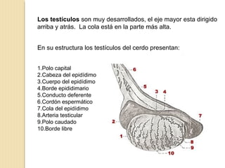 Los testículos son muy desarrollados, el eje mayor esta dirigido
arriba y atrás. La cola está en la parte más alta.
En su estructura los testículos del cerdo presentan:
1.Polo capital
2.Cabeza del epidídimo
3.Cuerpo del epidídimo
4.Borde epididimario
5.Conducto deferente
6.Cordón espermático
7.Cola del epidídimo
8.Arteria testicular
9.Polo caudado
10.Borde libre
 