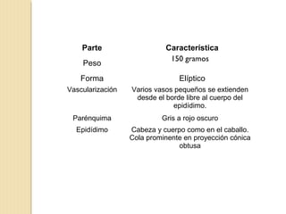 Parte Característica
Peso
150 gramos
Forma Elíptico
Vascularización Varios vasos pequeños se extienden
desde el borde libre al cuerpo del
epidídimo.
Parénquima Gris a rojo oscuro
Epidídimo Cabeza y cuerpo como en el caballo.
Cola prominente en proyección cónica
obtusa
 