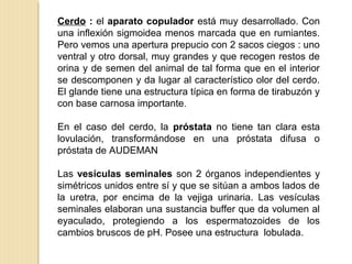 Cerdo : el aparato copulador está muy desarrollado. Con
una inflexión sigmoidea menos marcada que en rumiantes.
Pero vemos una apertura prepucio con 2 sacos ciegos : uno
ventral y otro dorsal, muy grandes y que recogen restos de
orina y de semen del animal de tal forma que en el interior
se descomponen y da lugar al característico olor del cerdo.
El glande tiene una estructura típica en forma de tirabuzón y
con base carnosa importante.
En el caso del cerdo, la próstata no tiene tan clara esta
lovulación, transformándose en una próstata difusa o
próstata de AUDEMAN
Las vesículas seminales son 2 órganos independientes y
simétricos unidos entre sí y que se sitúan a ambos lados de
la uretra, por encima de la vejiga urinaria. Las vesículas
seminales elaboran una sustancia buffer que da volumen al
eyaculado, protegiendo a los espermatozoides de los
cambios bruscos de pH. Posee una estructura lobulada.
 