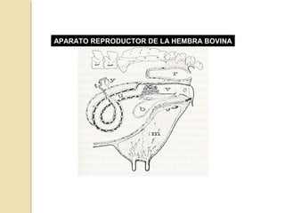 APARATO REPRODUCTOR DE LA HEMBRA BOVINA
 