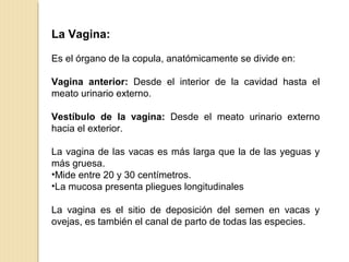 La Vagina:
Es el órgano de la copula, anatómicamente se divide en:
Vagina anterior: Desde el interior de la cavidad hasta el
meato urinario externo.
Vestíbulo de la vagina: Desde el meato urinario externo
hacia el exterior.
La vagina de las vacas es más larga que la de las yeguas y
más gruesa.
•Mide entre 20 y 30 centímetros.
•La mucosa presenta pliegues longitudinales
La vagina es el sitio de deposición del semen en vacas y
ovejas, es también el canal de parto de todas las especies.
 