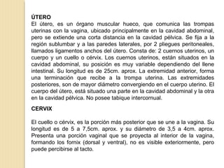 ÚTERO
El útero, es un órgano muscular hueco, que comunica las trompas
uterinas con la vagina, ubicado principalmente en la cavidad abdominal,
pero se extiende una corta distancia en la cavidad pélvica. Se fija a la
región sublumbar y a las paredes laterales, por 2 pliegues peritoneales,
llamados ligamentos anchos del útero. Consta de: 2 cuernos uterinos, un
cuerpo y un cuello o cérvix. Los cuernos uterinos, están situados en la
cavidad abdominal, su posición es muy variable dependiendo del llene
intestinal. Su longitud es de 25cm. aprox. La extremidad anterior, forma
una terminación que recibe a la trompa uterina. Las extremidades
posteriores, son de mayor diámetro convergiendo en el cuerpo uterino. El
cuerpo del útero, está situado una parte en la cavidad abdominal y la otra
en la cavidad pélvica. No posee tabique intercornual.
CERVIX
El cuello o cérvix, es la porción más posterior que se une a la vagina. Su
longitud es de 5 a 7,5cm. aprox. y su diámetro de 3,5 a 4cm. aprox.
Presenta una porción vaginal que se proyecta al interior de la vagina,
formando los fornix (dorsal y ventral), no es visible exteriormente, pero
puede percibirse al tacto.
 