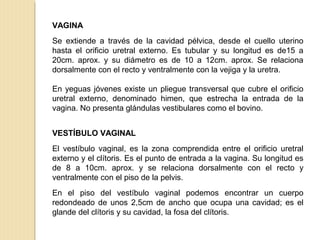 VAGINA
Se extiende a través de la cavidad pélvica, desde el cuello uterino
hasta el orificio uretral externo. Es tubular y su longitud es de15 a
20cm. aprox. y su diámetro es de 10 a 12cm. aprox. Se relaciona
dorsalmente con el recto y ventralmente con la vejiga y la uretra.
En yeguas jóvenes existe un pliegue transversal que cubre el orificio
uretral externo, denominado himen, que estrecha la entrada de la
vagina. No presenta glándulas vestibulares como el bovino.
VESTÍBULO VAGINAL
El vestíbulo vaginal, es la zona comprendida entre el orificio uretral
externo y el clítoris. Es el punto de entrada a la vagina. Su longitud es
de 8 a 10cm. aprox. y se relaciona dorsalmente con el recto y
ventralmente con el piso de la pelvis.
En el piso del vestíbulo vaginal podemos encontrar un cuerpo
redondeado de unos 2,5cm de ancho que ocupa una cavidad; es el
glande del clítoris y su cavidad, la fosa del clítoris.
 