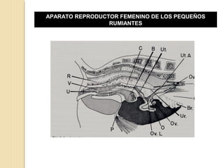 APARATO REPRODUCTOR FEMENINO DE LOS PEQUEÑOS
RUMIANTES
 