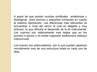 A pesar de que existen muchas similitudes anatómicas y
fisiológicas entre bovinos y pequeños rumiantes en cuanto
al sistema reproductor. Las diferencias más relevantes se
encuentran a nivel del cervix el cual es delgado y muy
tortuoso, lo que dificulta el desarrollo de la IA instrumental.
Los cuernos son relativamente mas largos que en los
bovinos o quinos y no existe migración embrionaria (tabique
intercornual).
Los ovarios son poliovulatorios, por lo que pueden aparecer
normalmente mas de una estructura luteal en cada uno de
ellos.
 