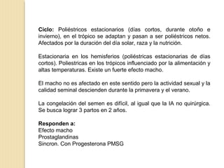 Ciclo: Poliéstricos estacionarios (días cortos, durante otoño e
invierno), en el trópico se adaptan y pasan a ser poliéstricos netos.
Afectados por la duración del día solar, raza y la nutrición.
Estacionaria en los hemisferios (poliéstricas estacionarias de días
cortos). Poliestricas en los trópicos influenciado por la alimentación y
altas temperaturas. Existe un fuerte efecto macho.
El macho no es afectado en este sentido pero la actividad sexual y la
calidad seminal descienden durante la primavera y el verano.
La congelación del semen es difícil, al igual que la IA no quirúrgica.
Se busca lograr 3 partos en 2 años.
Responden a:
Efecto macho
Prostaglandinas
Sincron. Con Progesterona PMSG
 