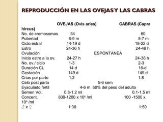 REPRODUCCIÓN EN LAS OVEJASY LAS CABRAS
REPRODUCCIÓN EN LAS OVEJASY LAS CABRAS
OVEJAS (Ovis aries) CABRAS (Capra
hircus)
No. de cromosomas 54 60
Pubertad 6-9 m 5-7 m
Ciclo estral 14-19 d 18-22 d
Estro 24-36 h 24-48 h
Ovulación ESPONTANEA
Inicio estro a la ov. 24-27 h 24-36 h
No. ov./ ciclo 1-3 2-3
Duración CL 14 d 16-d
Gestación 149 d 149 d
Crias por parto 1.2 1.8
Celo post parto 5-6 sem
Eyaculado fértil 4-6 m 60% del peso del adulto
Semen Vol. 0.8-1.2 ml 0.1-1.5 ml
Concent. 800-1200 x 106
/ml 100 -1500 x
106
/ml
♂ x ♀ 1:30 1:50
 