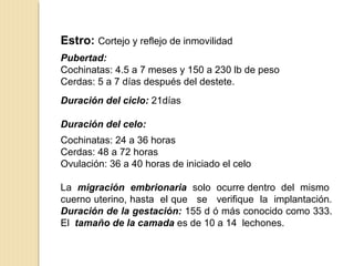 Estro: Cortejo y reflejo de inmovilidad
Pubertad:
Cochinatas: 4.5 a 7 meses y 150 a 230 lb de peso
Cerdas: 5 a 7 días después del destete.
Duración del ciclo: 21días
Duración del celo:
Cochinatas: 24 a 36 horas
Cerdas: 48 a 72 horas
Ovulación: 36 a 40 horas de iniciado el celo
La migración embrionaria solo ocurre dentro del mismo
cuerno uterino, hasta el que se verifique la implantación.
Duración de la gestación: 155 d ó más conocido como 333.
El tamaño de la camada es de 10 a 14 lechones.
 