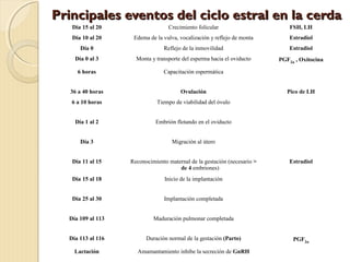 Principales eventos del ciclo estral en la cerda
Principales eventos del ciclo estral en la cerda
Día 15 al 20 Crecimiento folicular FSH, LH
Día 10 al 20 Edema de la vulva, vocalización y reflejo de monta Estradiol
Día 0 Reflejo de la inmovilidad Estradiol
Día 0 al 3 Monta y transporte del esperma hacia el oviducto PGF2α
, Oxitocina
6 horas Capacitación espermática
36 a 40 horas Ovulación Pico de LH
6 a 10 horas Tiempo de viabilidad del óvulo
Día 1 al 2 Embrión flotando en el oviducto
Día 3 Migración al útero
Día 11 al 15 Reconocimiento maternal de la gestación (necesario >
de 4 embriones)
Estradiol
Día 15 al 18 Inicio de la implantación
Día 25 al 30 Implantación completada
Día 109 al 113 Maduración pulmonar completada
Día 113 al 116 Duración normal de la gestación (Parto) PGF2α
Lactación Amamantamiento inhibe la secreción de GnRH
 