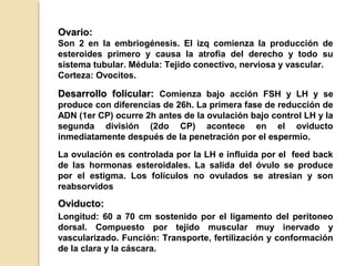 Ovario:
Ovario:
Son 2 en la embriogénesis. El izq comienza la producción de
esteroides primero y causa la atrofia del derecho y todo su
sistema tubular. Médula: Tejido conectivo, nerviosa y vascular.
Corteza: Ovocitos.
Desarrollo folicular:
Desarrollo folicular: Comienza bajo acción FSH y LH y se
produce con diferencias de 26h. La primera fase de reducción de
ADN (1er CP) ocurre 2h antes de la ovulación bajo control LH y la
segunda división (2do CP) acontece en el oviducto
inmediatamente después de la penetración por el espermio.
La ovulación es controlada por la LH e influida por el feed back
de las hormonas esteroidales. La salida del óvulo se produce
por el estigma. Los folículos no ovulados se atresian y son
reabsorvidos
Oviducto:
Oviducto:
Longitud: 60 a 70 cm sostenido por el ligamento del peritoneo
dorsal. Compuesto por tejido muscular muy inervado y
vascularizado. Función: Transporte, fertilización y conformación
de la clara y la cáscara.
 