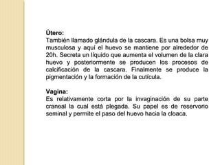 Útero:
Útero:
También llamado glándula de la cascara. Es una bolsa muy
También llamado glándula de la cascara. Es una bolsa muy
musculosa y aquí el huevo se mantiene por alrededor de
musculosa y aquí el huevo se mantiene por alrededor de
20h. Secreta un líquido que aumenta el volumen de la clara
20h. Secreta un líquido que aumenta el volumen de la clara
huevo y posteriormente se producen los procesos de
huevo y posteriormente se producen los procesos de
calcificación de la cascara. Finalmente se produce la
calcificación de la cascara. Finalmente se produce la
pigmentación y la formación de la cutícula.
pigmentación y la formación de la cutícula.
Vagina:
Vagina:
Es relativamente corta por la invaginación de su parte
Es relativamente corta por la invaginación de su parte
craneal la cual está plegada. Su papel es de reservorio
craneal la cual está plegada. Su papel es de reservorio
seminal y permite el paso del huevo hacia la cloaca.
seminal y permite el paso del huevo hacia la cloaca.
 