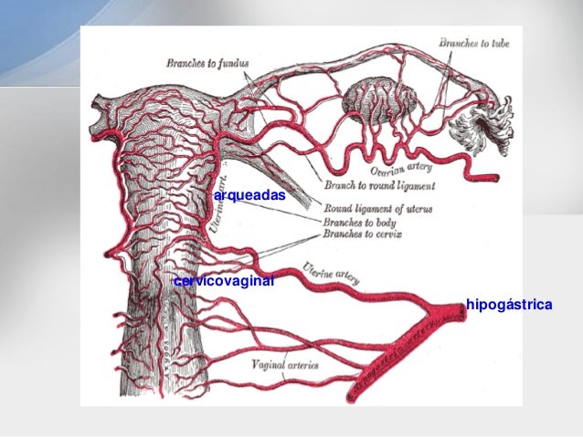 Irrigacion De Los Genitales Externos Femeninos