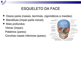 ESQUELETO DA FACE
 Ossos pares (nasais, lacrimais, zigomáticos e maxilas);
 Mandíbula (ímpar-parte móvel);
 Mais profundos:
Vômer (ímpar);
Palatinos (pares);
Conchas nasais inferiores (pares).
 