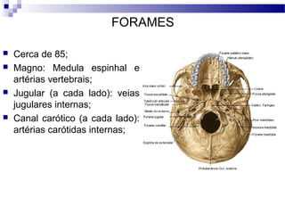 FORAMES
 Cerca de 85;
 Magno: Medula espinhal e
artérias vertebrais;
 Jugular (a cada lado): veias
jugulares internas;
 Canal carótico (a cada lado):
artérias carótidas internas;
 