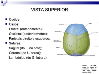 VISTA SUPERIOR
 Ovóide;
 Ossos:
Frontal (anteriomente);
Occipital (posteriormente);
Parietais direito e esquerdo;
 Suturas:
Sagital (do L. na seta);
Coronal (do L. coroa);
Lambdóide (do G. letra L).
Fonte: NETTER,
Frank H.. Atlas de
Anatomia Humana.
2ed. Porto Alegre:
Artmed, 2000.
 
