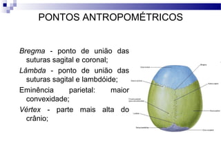 PONTOS ANTROPOMÉTRICOS
Bregma - ponto de união das
suturas sagital e coronal;
Lâmbda - ponto de união das
suturas sagital e lambdóide;
Eminência parietal: maior
convexidade;
Vértex - parte mais alta do
crânio;
 