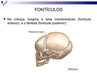 FONTÍCULOS
 Na criança, bregma é área membranácea (fontículo
anterior), e o lâmbda (fontículo posterior);
 