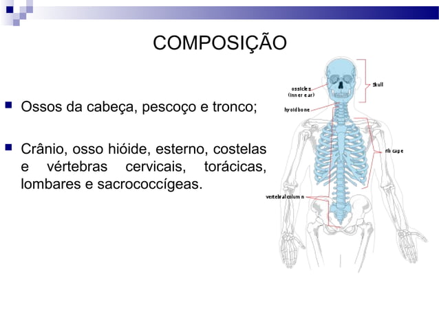 3 Anatomia Esqueleto Axial 1 Ppt