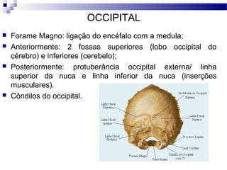 OCCIPITAL
 Forame Magno: ligação do encéfalo com a medula;
 Anteriormente: 2 fossas superiores (lobo occipital do
cérebro) e inferiores (cerebelo);
 Posteriormente: protuberância occipital externa/ linha
superior da nuca e linha inferior da nuca (inserções
musculares).
 Côndilos do occipital.
 