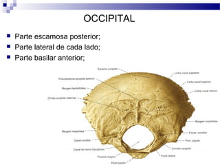 OCCIPITAL
 Parte escamosa posterior;
 Parte lateral de cada lado;
 Parte basilar anterior;
 