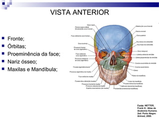 VISTA ANTERIOR
 Fronte;
 Órbitas;
 Proeminência da face;
 Nariz ósseo;
 Maxilas e Mandíbula;
Fonte: NETTER,
Frank H.. Atlas de
Anatomia Humana.
2ed. Porto Alegre:
Artmed, 2000.
 