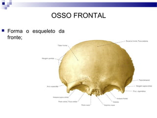 OSSO FRONTAL
 Forma o esqueleto da
fronte;
 