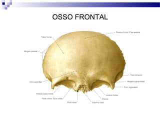 OSSO FRONTAL
 