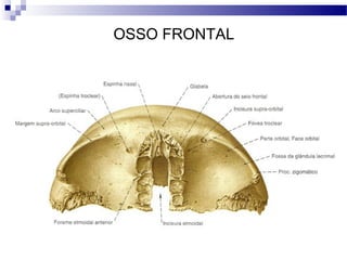 OSSO FRONTAL
 