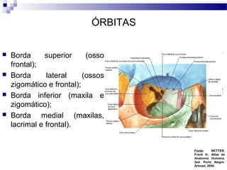 ÓRBITAS
 Borda superior (osso
frontal);
 Borda lateral (ossos
zigomático e frontal);
 Borda inferior (maxila e
zigomático);
 Borda medial (maxilas,
lacrimal e frontal).
Fonte: NETTER,
Frank H.. Atlas de
Anatomia Humana.
2ed. Porto Alegre:
Artmed, 2000.
 